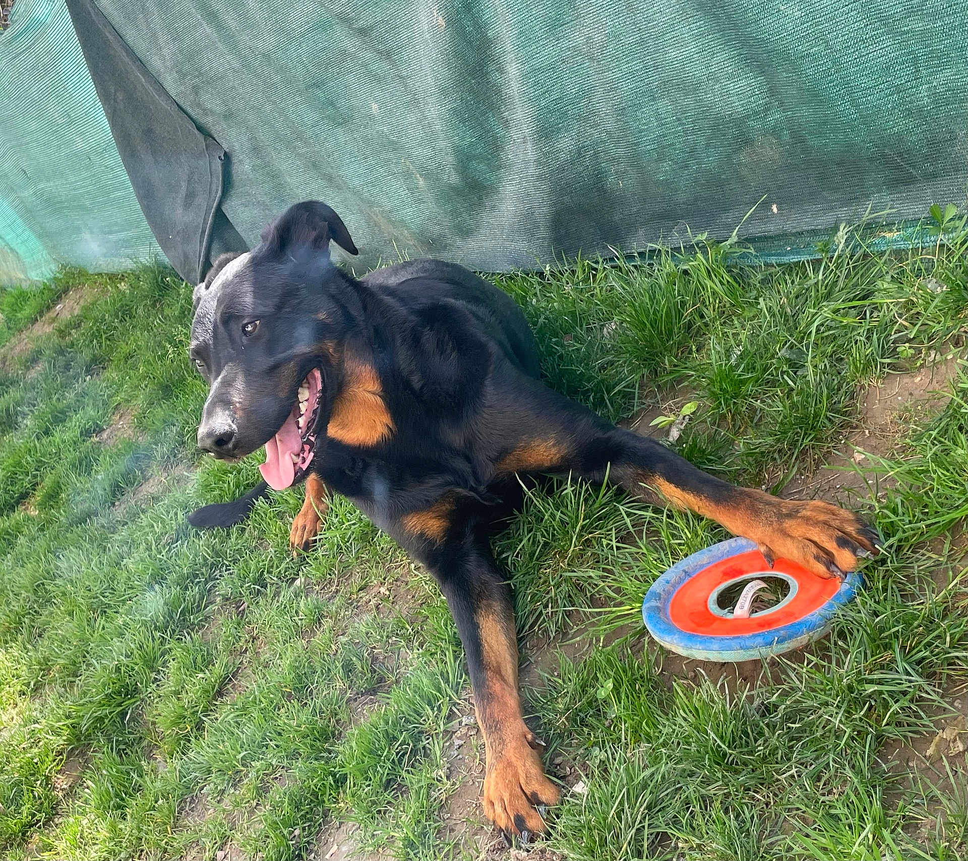 Marvin a rejoint le concours — aidez-le/la à gagner de superbes lots ! dog, rottweiler_type, pet, frisbee, toy, grass, outdoor, tongue_out, happy, panting, paws, black_coat, brown_markings, fence, playful, lying_down, sunlight, close_up, ear, mouth