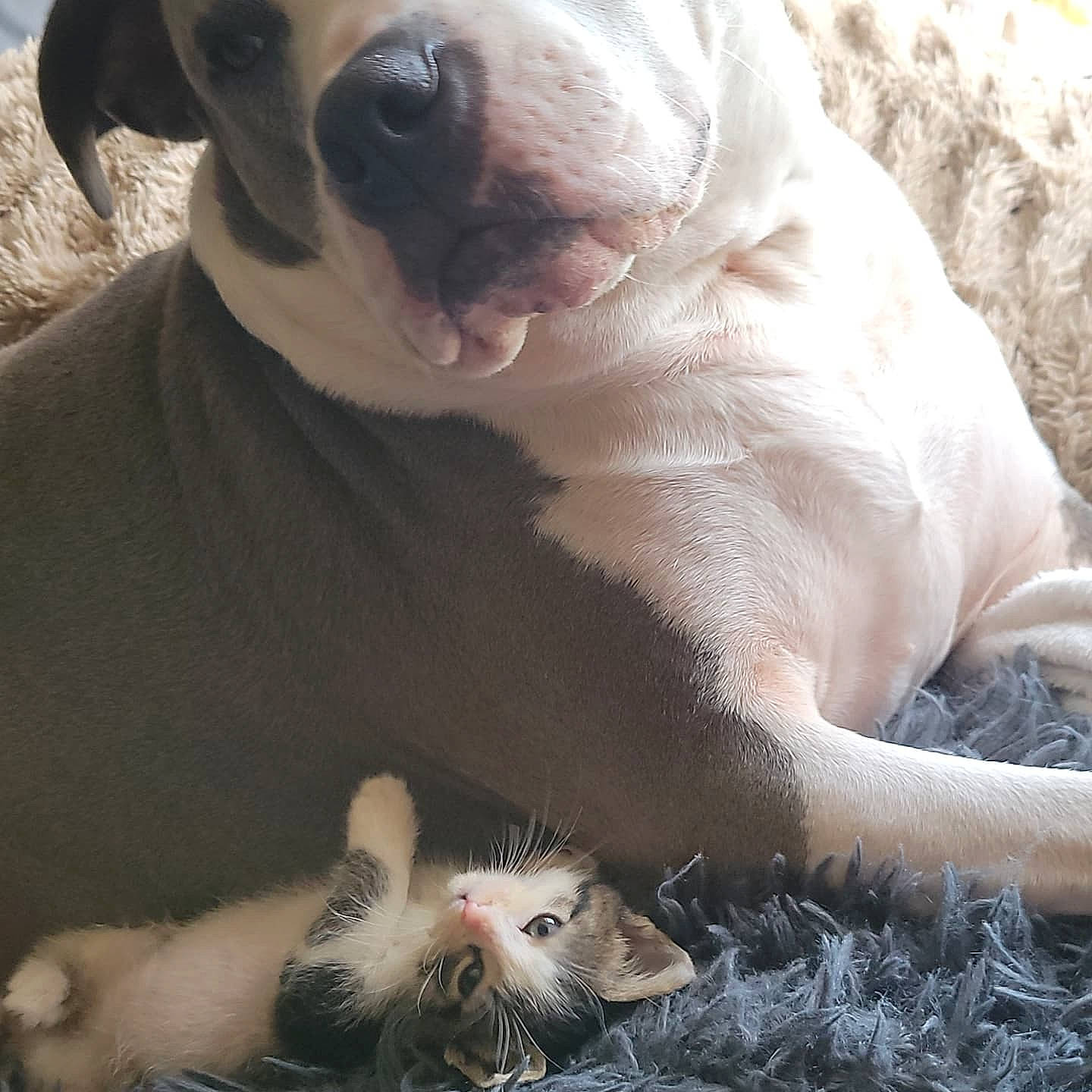 Willow is registered to the contest to win money with this photo: carnivore, cat, collar, comfort, companion_dog, dog, dog_breed, dog_collar, domestic_short_haired_cat, ear, fawn, felidae, mammal, small_to_medium_sized_cats, snout, terrestrial_animal, whiskers, white, working_animal, wrinkle