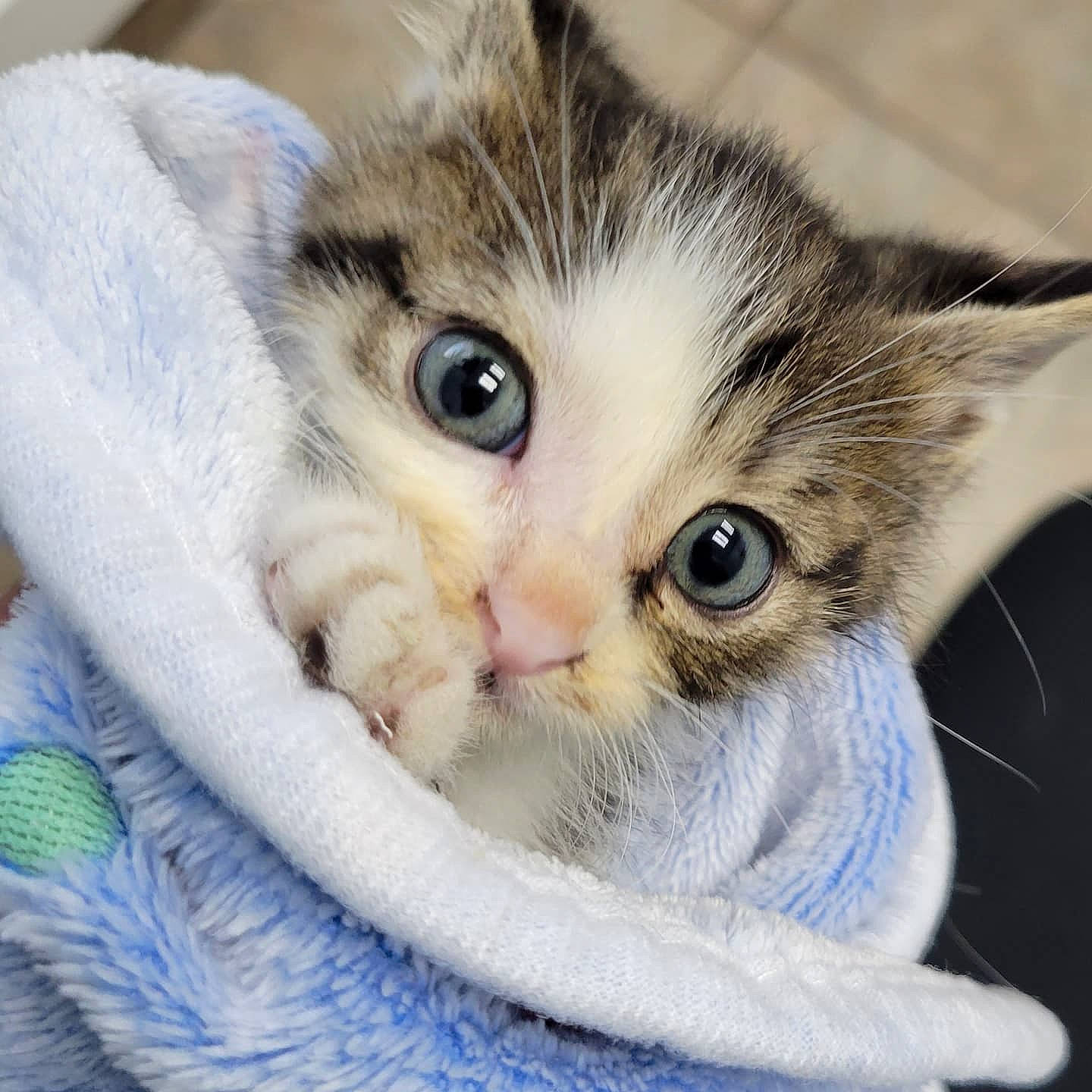 Willow is registered to the contest to win money with this photo: carnivore, cat, claw, close_up, comfort, couch, domestic_short_haired_cat, ear, eye, eyelash, fawn, felidae, fur, head, nose, paw, small_to_medium_sized_cats, snout, vertebrate, whiskers