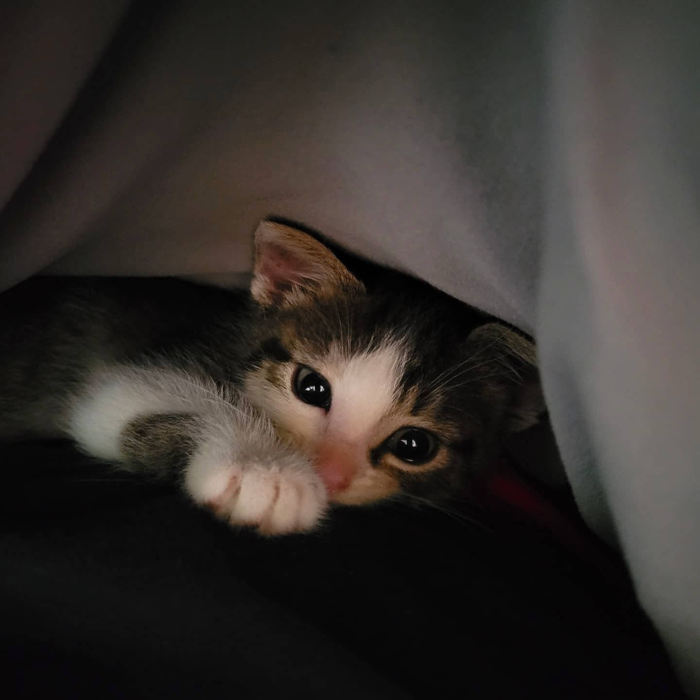 Willow joined the competition — help win amazing prizes! box, carnivore, cat, comfort, darkness, domestic_short_haired_cat, ear, eyelash, felidae, fur, iris, monochrome, monochrome_photography, paw, small_to_medium_sized_cats, snout, tail, whiskers, window, wood