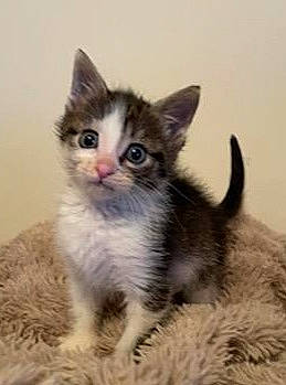 Willow is registered to the contest to win money with this photo: carnivore, cat, claw, domestic_short_haired_cat, ear, fawn, felidae, fur, laperm, paw, small_to_medium_sized_cats, snout, terrestrial_animal, whiskers