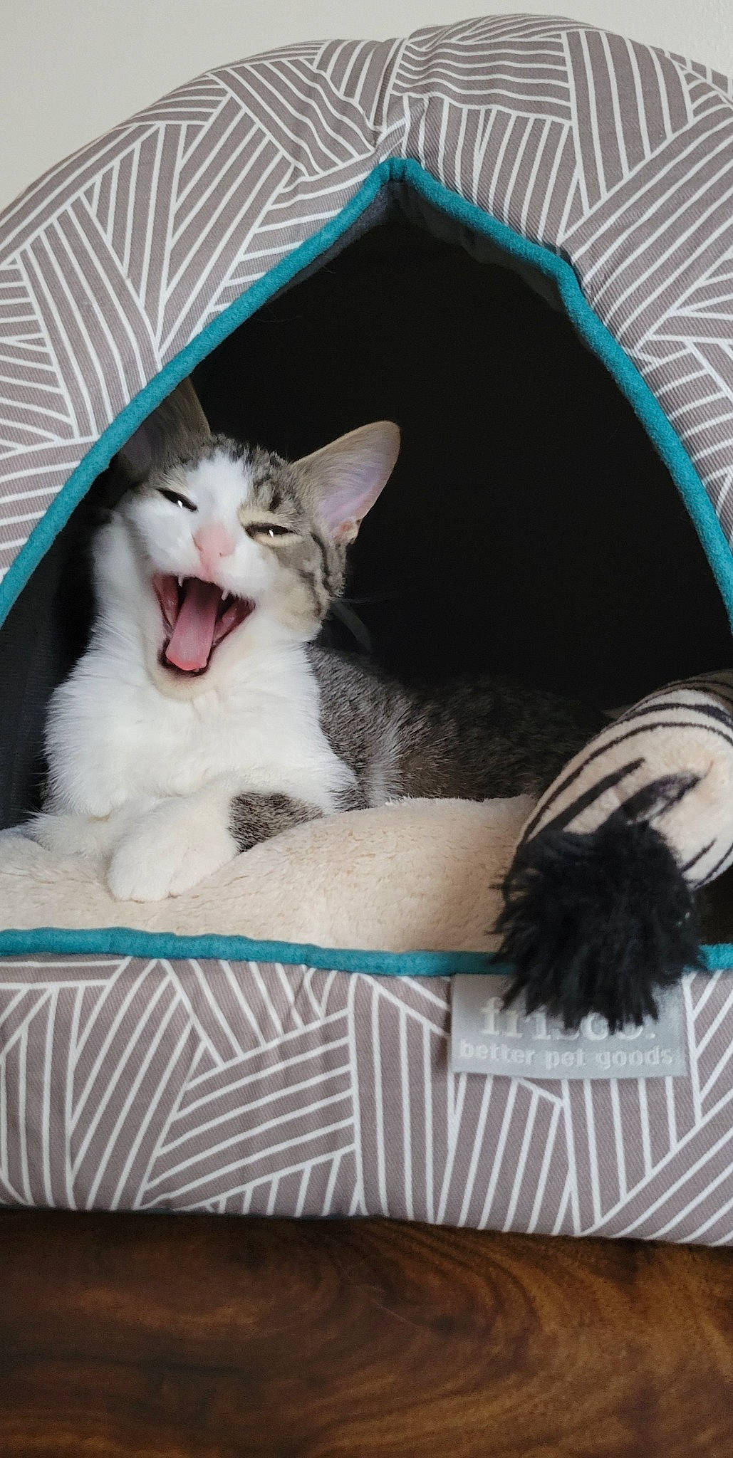 Willow is registered to the contest to win money with this photo: box, carnivore, cat, cat_supply, comfort, domestic_short_haired_cat, fang, felidae, fur, jaw, pattern, paw, pet_supply, photo_caption, rectangle, small_to_medium_sized_cats, smile, snout, whiskers, yawn
