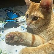 Simba joined the competition — help win amazing prizes! cat, kitten, orange_tabby, paw, pink_paw_pads, whiskers, butterfly, blue_butterfly, sunlight, shadow, close_up, fur, floral_sheet, indoor, resting, ears, eyes, domestic_animal, pet, curious
