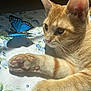 cat, kitten, orange_tabby, paw, pink_paw_pads, whiskers, butterfly, blue_butterfly, sunlight, shadow, close_up, fur, floral_sheet, indoor, resting, ears, eyes, domestic_animal, pet, curious