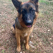 Bear is registered to the contest to win money with this photo: alert, animal, black, brown, canine, daylight, dog, ears, fur, german_shepherd, grass, mammal, nature, outdoor, pet, portrait, sitting, stone_building, tongue, yard