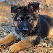 Bear joined the competition — help win amazing prizes! puppy, dog, german_shepherd, fluffy, fur, ears, eyes, nose, paws, portrait, outdoor, nature, pine_needles, ground, cute, young, pet, animal, resting, brown_and_black