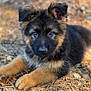 puppy, dog, german_shepherd, fluffy, fur, ears, eyes, nose, paws, portrait, outdoor, nature, pine_needles, ground, cute, young, pet, animal, resting, brown_and_black