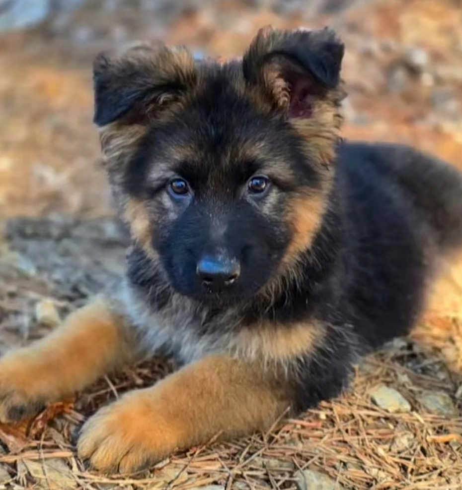 Bear joined the competition — help win amazing prizes! puppy, dog, german_shepherd, fluffy, fur, ears, eyes, nose, paws, portrait, outdoor, nature, pine_needles, ground, cute, young, pet, animal, resting, brown_and_black