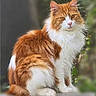 Pringles is registered to the contest to win money with this photo: animal, background_blur, calm, cat, closeup, cute, ears, eyes, feline, fluffy, fur, mammal, nature, orange, outdoor, pet, portrait, sitting, whiskers, white