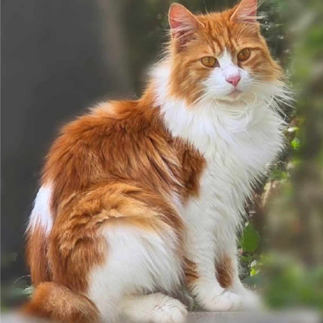 Pringles is registered to the contest to win money with this photo: animal, background_blur, calm, cat, closeup, cute, ears, eyes, feline, fluffy, fur, mammal, nature, orange, outdoor, pet, portrait, sitting, whiskers, white
