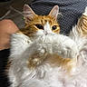animal_face, blanket, cat, close_up, cozy, curious, domestic_animal, ears, fluffy_fur, fur, indoor, orange_cat, paw, pet, relaxed, resting, soft, textured_blanket, whiskers, white_cat