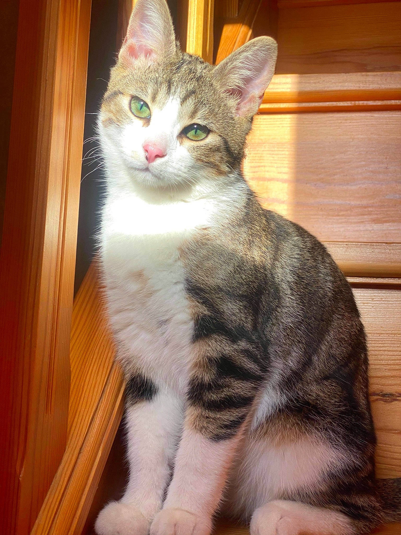 Olympe participe au concours pour gagner de l'argent avec cette photo : carnivore, cat, domestic_short_haired_cat, fawn, felidae, foot, fur, hardwood, laminate_flooring, peach, plywood, small_to_medium_sized_cats, tail, toe, varnish, vertebrate, whiskers, wood, wood_flooring, wood_stain