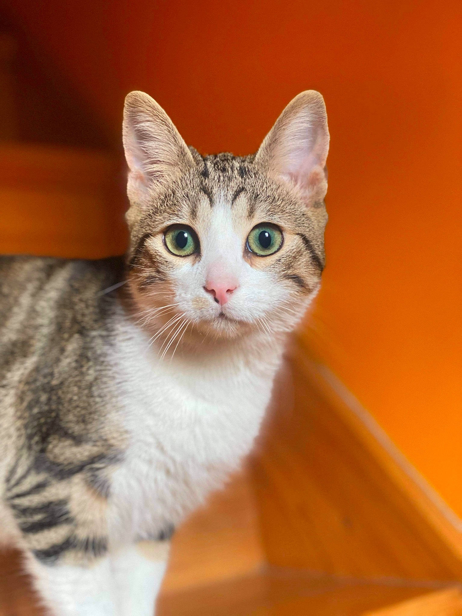 Olympe a rejoint le concours — aidez-le/la à gagner de superbes lots ! beige, carnivore, cat, domestic_short_haired_cat, fawn, felidae, fur, iris, orange, peach, small_to_medium_sized_cats, snout, tail, vertebrate, whiskers, wood_stain