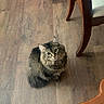Henderson joined the competition — help win amazing prizes! animal, bicycle_wheel, cat, chair, curious, cute, domestic, ears, floor, fluffy, furniture, home, indoor, looking_up, pet, seated, tabby, tail, whiskers, wooden_floor