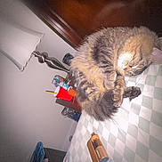 Henderson is registered to the contest to win money with this photo: animal, bed, cat, checkered_bedspread, container, cozy, cup, curled_up, fur, furniture, home, indoor, lamp, nightstand, peaceful, pet, resting, sleeping, soft, tabby