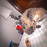 animal, bed, cat, checkered_bedspread, container, cozy, cup, curled_up, fur, furniture, home, indoor, lamp, nightstand, peaceful, pet, resting, sleeping, soft, tabby