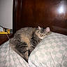 Henderson is registered to the contest to win money with this photo: animal, bed, cat, checkered_pattern, comfort, cozy, cute, domestic_animal, fur, furniture, headboard, household, indoor, pet, pillow, relaxation, resting, sleeping, tabby, wood