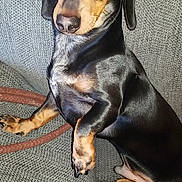 Ace is registered to the contest to win money with this photo: austrian_black_and_tan_hound, black_and_tan_coonhound, carnivoran, dachshund, dobermann, dog, dog_breed, dog_like_mammal, german_pinscher, hellenikos_ichnilatis, huntaway, manchester_terrier, miniature_pinscher, pinscher, polish_hunting_dog, prazsky_krysarik, puppy, smaland_hound, snout, transylvanian_hound