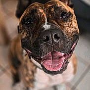 Roy a rejoint le concours — aidez-le/la à gagner de superbes lots ! animal, brindle, canine, close_up, companion, cute, dog, domestic_animal, ears_up, friendly, happy, indoor, looking_up, mammal, pet, playful, portrait, smiling, tile_floor, tongue_out