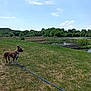 Roy a rejoint le concours — aidez-le/la à gagner de superbes lots ! animal, bridge, canine, clouds, daytime, dog, field, grass, greenery, landscape, leash, nature, outdoor, park, pet, pond, sky, sunlight, trees, water