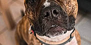 Roy participe au concours pour gagner de l'argent avec cette photo : animal, brindle, canine, collar, companion, curious, cute, dog, domestic, ears, expression, floor, fur, indoor, looking_up, mammal, pet, portrait, tiles, whiskers