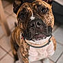animal, brindle, canine, collar, companion, curious, cute, dog, domestic, ears, expression, floor, fur, indoor, looking_up, mammal, pet, portrait, tiles, whiskers