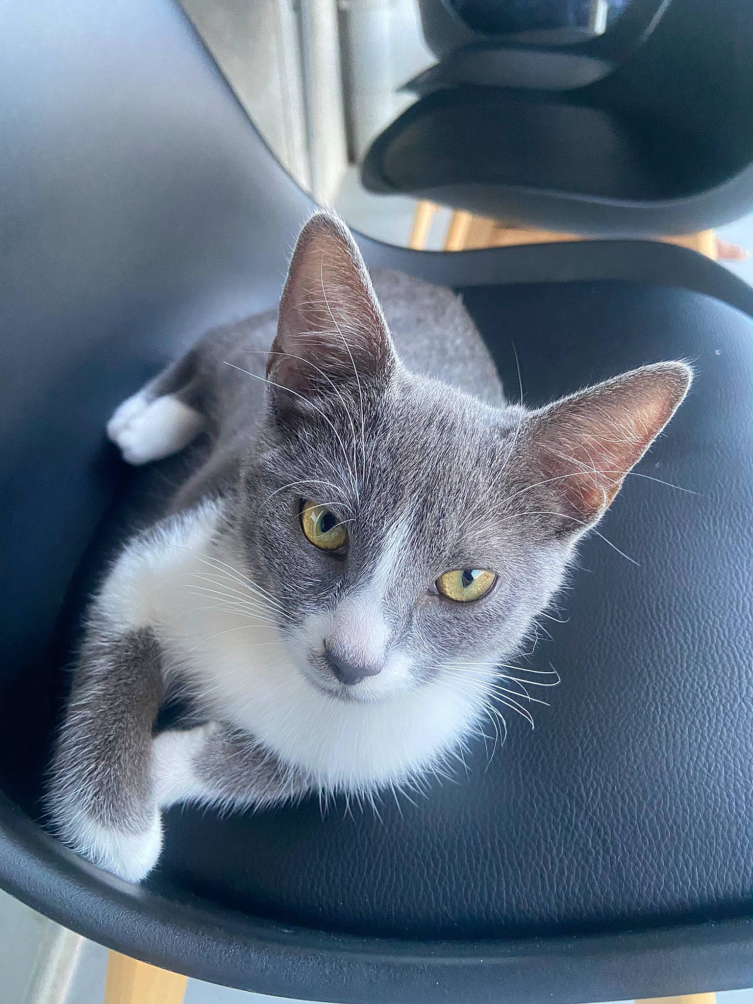 Kaly a rejoint le concours — aidez-le/la à gagner de superbes lots ! auto_part, box, carnivore, cat, cat_furniture, cat_supply, comfort, domestic_short_haired_cat, felidae, fur, grey, paw, pet_supply, russian_blue, small_to_medium_sized_cats, snout, whiskers, window