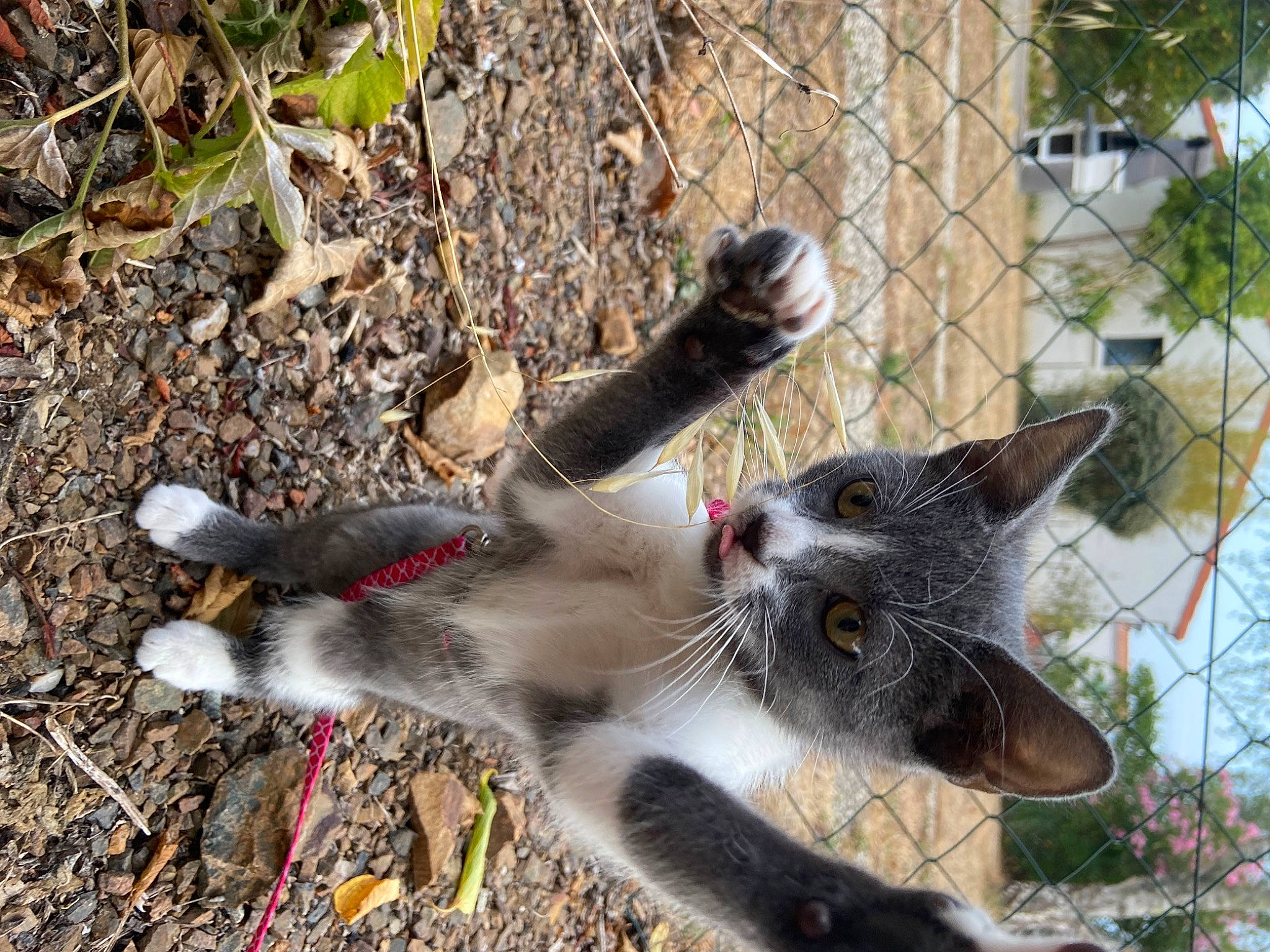 Kaly participe au concours pour gagner de l'argent avec cette photo : carnivore, cat, claw, domestic_short_haired_cat, fawn, felidae, fence, fur, grass, mesh, paw, plant, small_to_medium_sized_cats, snout, soil, tail, terrestrial_animal, tree, whiskers, wildlife