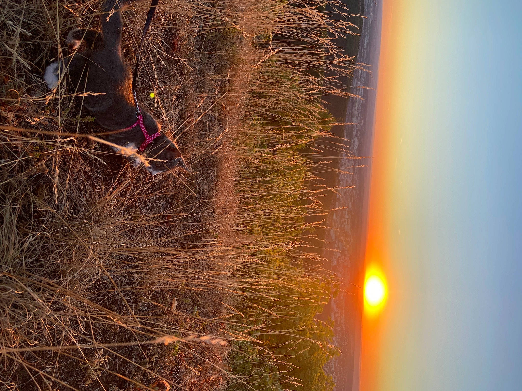 Kaly participe au concours pour gagner de l'argent avec cette photo : branch, darkness, event, grass, heat, landscape, midnight, night, people_in_nature, plant, reflection, sky, sunlight, tints_and_shades, tree, trunk, twig, winter, wood, woody_plant