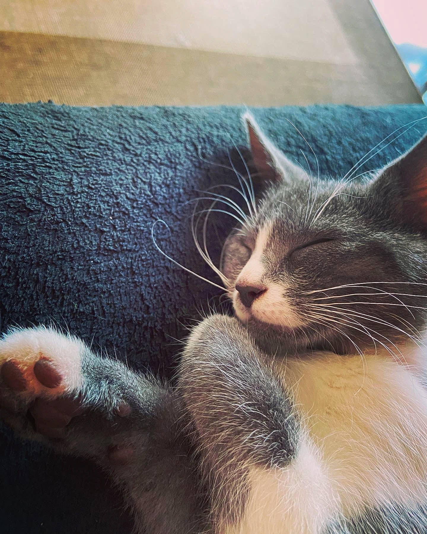 Kaly a rejoint le concours — aidez-le/la à gagner de superbes lots ! carnivore, cat, cloud, comfort, domestic_short_haired_cat, ear, eye, fawn, felidae, foot, fur, grey, human_leg, leg, paw, sky, small_to_medium_sized_cats, snout, tail, whiskers