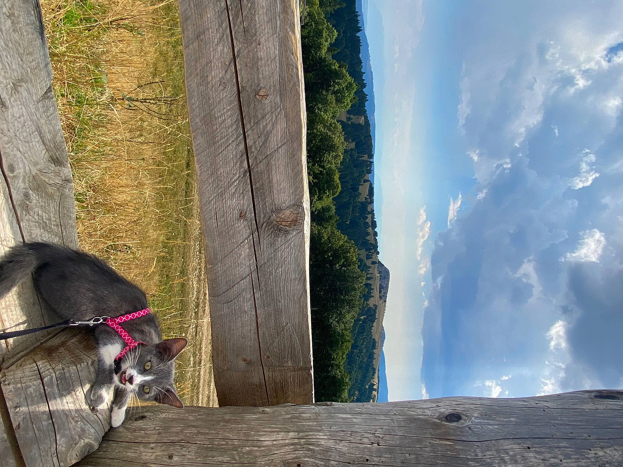 Kaly participe au concours pour gagner de l'argent avec cette photo : adventure, carnivore, cloud, cumulus, electric_blue, felidae, formation, landscape, line, plant, recreation, rock, sky, small_to_medium_sized_cats, tail, tree, trunk, water, water_feature, wood