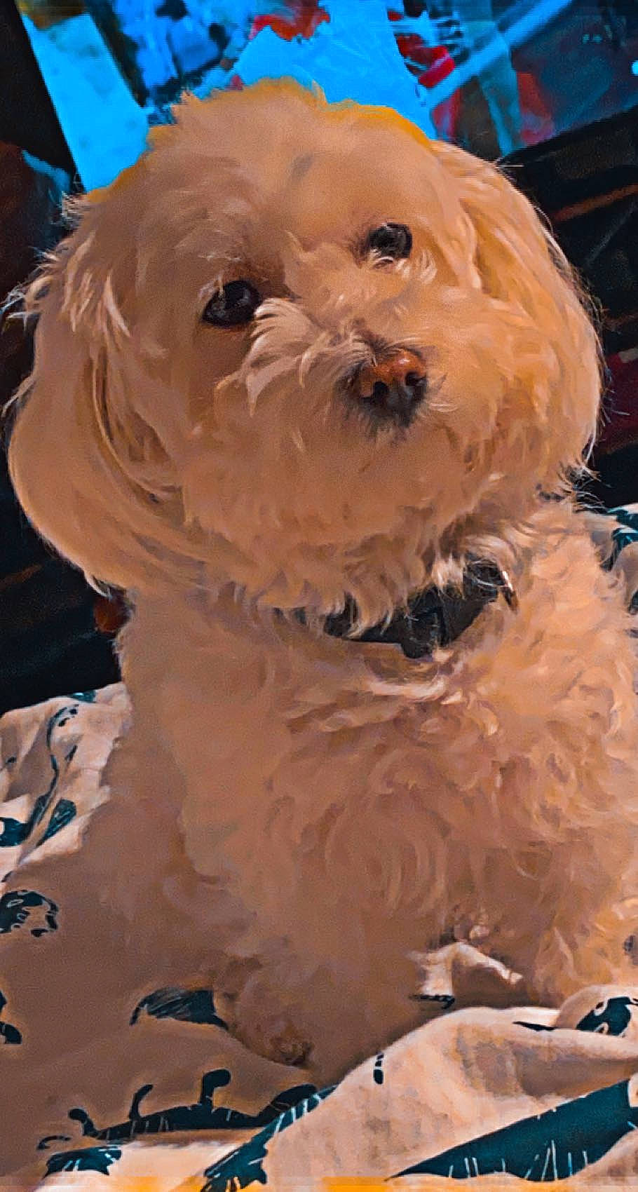 Lisa participe au concours pour gagner de l'argent avec cette photo : ancient_dog_breeds, bichon, canidae, carnivore, companion_dog, conformation_show, dog, dog_breed, dog_clothes, fur, labradoodle, maltepoo, poodle_crossbreed, puppy_love, small_terrier, snout, sporting_group, terrier, toy_dog, whiskers