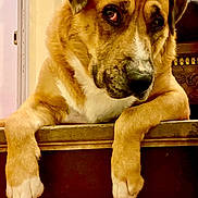 Pepsi a rejoint le concours — aidez-le/la à gagner de superbes lots ! dog, pet, indoor, brown_fur, white_fur, paws, step, floor_tiles, portrait, looking, animal, canine, ears, snout, fur_texture, home, furniture, painting, relaxed, curious
