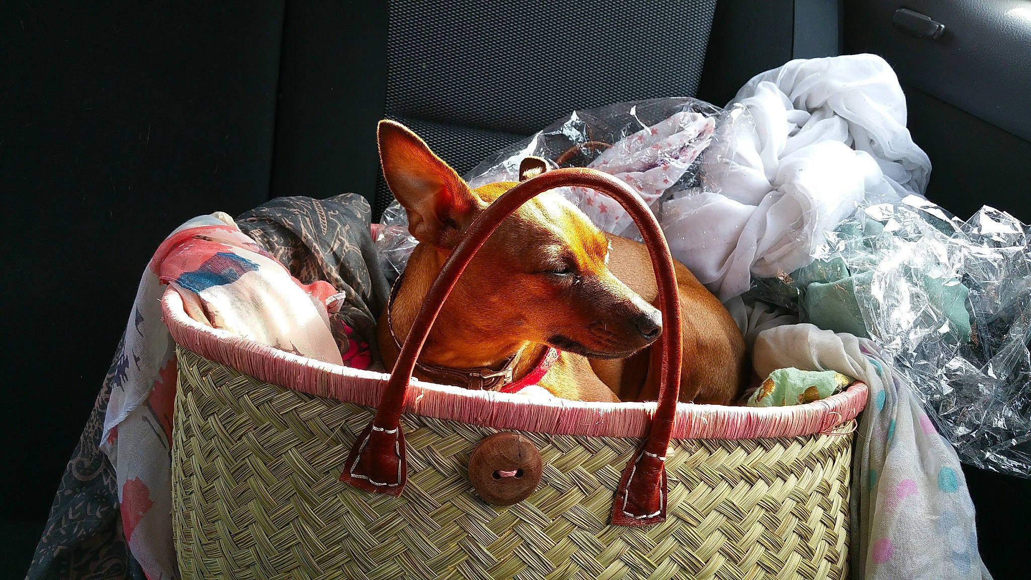 Ilya participe au concours pour gagner de l'argent avec cette photo : bag, basenji, canidae, carnivore, cirneco_delletna, dachshund, dog, dog_breed, ear, guard_dog, miniature_pinscher, snout, toy_dog