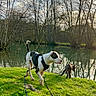 Teddy participe au concours pour gagner de l'argent avec cette photo : animal, bare_trees, canine, clouds, daylight, dog, grass, greenery, leash, nature, outdoor, park, playful, reflection, river, sky, sunlight, trees, walking, water