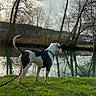animal, back_view, bare_trees, canine, daylight, dog, grass, house, leash, nature, outdoor, park, peaceful, pond, quiet, reflection, sky, standing, trees, water