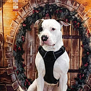 Teddy participe au concours pour gagner de l'argent avec cette photo : alert, animal, background, black_harness, christmas, cute, decor, dog, ears, expression, festive, floor, holiday_wreath, indoor, nose, pet, portrait, sitting, white_dog, wooden_door