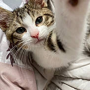 Pitou a rejoint le concours — aidez-le/la à gagner de superbes lots ! kitten, cat, close_up, cute, pet, whiskers, pink_nose, fur, tabby, indoor, bed, blanket, animal, young, curious, paw, sleepy, soft, portrait, feline