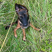 Sirius a rejoint le concours — aidez-le/la à gagner de superbes lots ! dog, puppy, grass, outdoor, animal, nature, ears, brown, black, pet, cute, young, green, field, looking_up, fur, canine, sitting, eyes, adventure
