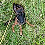 dog, puppy, grass, outdoor, animal, nature, ears, brown, black, pet, cute, young, green, field, looking_up, fur, canine, sitting, eyes, adventure