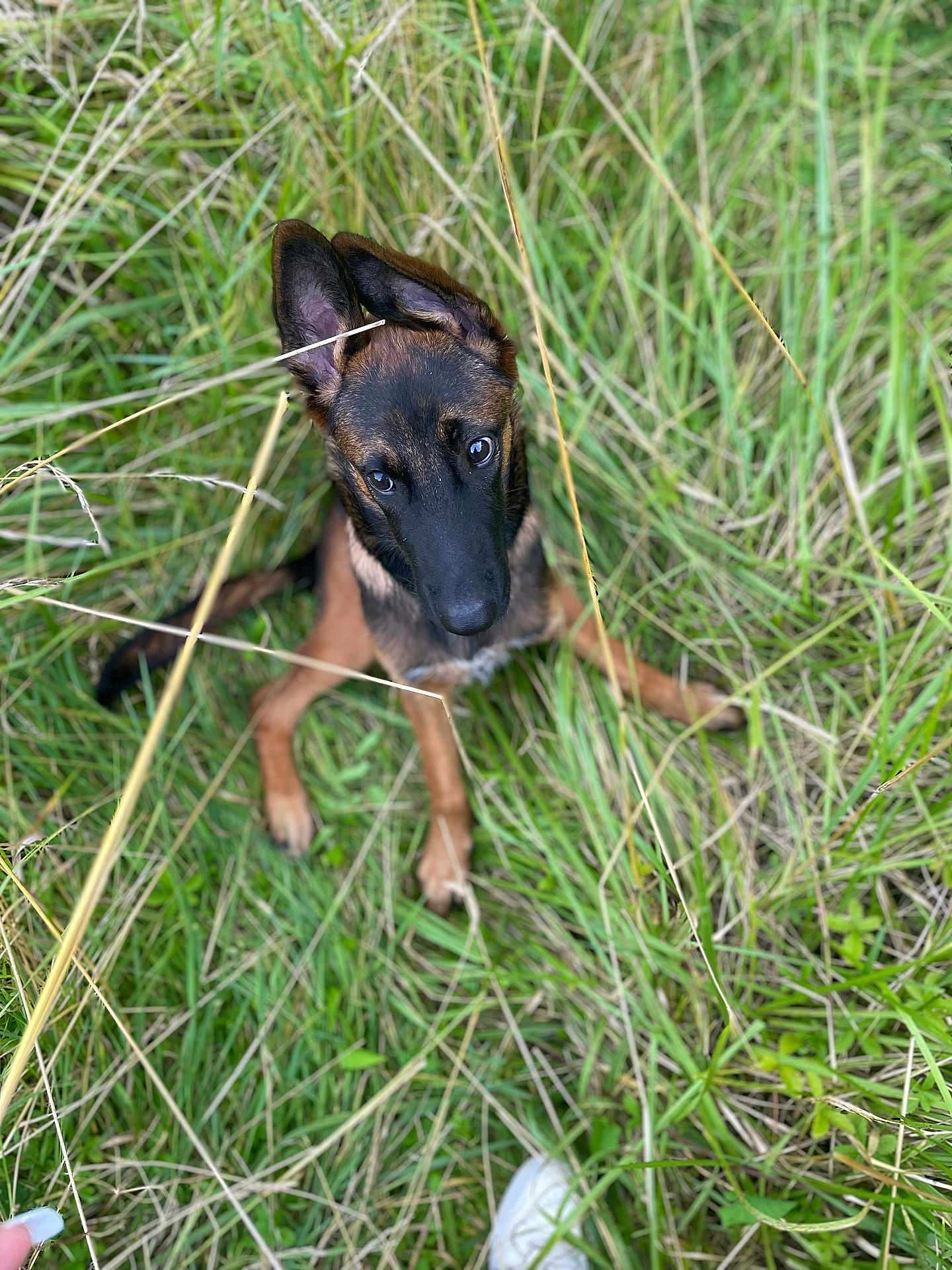 Sirius a rejoint le concours — aidez-le/la à gagner de superbes lots ! dog, puppy, grass, outdoor, animal, nature, ears, brown, black, pet, cute, young, green, field, looking_up, fur, canine, sitting, eyes, adventure
