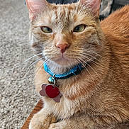 Kira joined the competition — help win amazing prizes! cat, ginger_cat, feline, pet, collar, tags, table, wooden_table, carpet, indoor, close_up, animal, whiskers, ears, paws, fur, cute, domestic_cat, resting, looking_at_camera