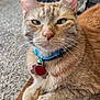 cat, ginger_cat, feline, pet, collar, tags, table, wooden_table, carpet, indoor, close_up, animal, whiskers, ears, paws, fur, cute, domestic_cat, resting, looking_at_camera