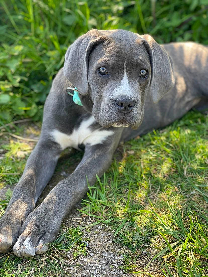 Tiaré participe au concours pour gagner de l'argent avec cette photo : canidae, carnivore, companion_dog, dog, dog_breed, eye, fawn, grass, hunting_dog, non_sporting_group, plant, sporting_group, tail, terrestrial_animal, whiskers, working_animal, working_dog