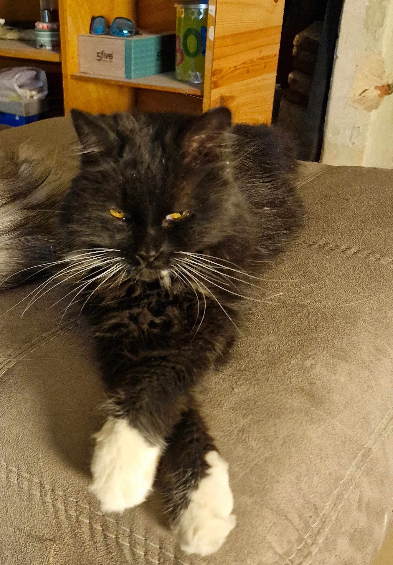 Nala participe au concours pour gagner de l'argent avec cette photo : cat, black_cat, white_paws, fluffy_fur, feline, lounging, couch, indoor, crossed_paws, whiskers, yellow_eyes, home, shelf, household_items, soft_texture, relaxed, pet, fur, domestic_animal, cozy