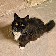 Nala participe au concours pour gagner de l'argent avec cette photo : cat, black_and_white, fluffy, yellow_eyes, whiskers, pet, feline, curious, looking_up, indoor, concrete_floor, long_fur, tail, paws, animal, mammal, cute, domestic, alone, portrait