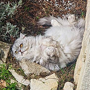 O'Malley a rejoint le concours — aidez-le/la à gagner de superbes lots ! cat, fluffy, yellow_eyes, relaxed, garden, rocks, dry_leaves, outdoor, sunlight, grass, stone_wall, nature, pet, animal, feline, lying_down, daylight, fur, wildlife, resting