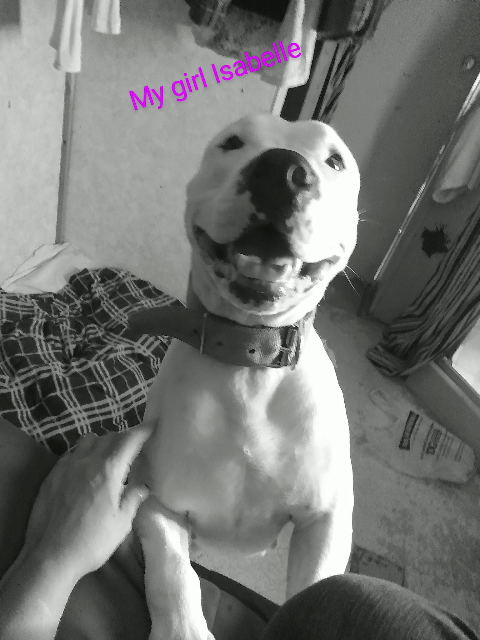 Isabelle joined the competition — help win amazing prizes! ball, black, black_and_white, carnivore, collar, companion_dog, dalmatian, dog, dog_breed, dog_supply, happy, monochrome, monochrome_photography, pet_supply, snout, style, tartan, toy, white, working_animal