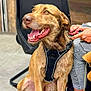 animal, brown_fur, canine, chair, closeup, collar, companion, dog, floor, friendly, hand, happy, harness, jeans, leash, outdoor, panting, person, pet, sitting