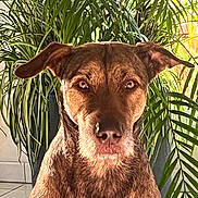 Oslo participe au concours pour gagner de l'argent avec cette photo : dog, brown_dog, pet, animal, canine, ears, face, fur, eyes, indoor, plant, greenery, foliage, pot_plant, tile_floor, portrait, looking_at_camera, domestic_animal, muzzle, whiskers